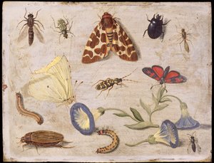 Insectes